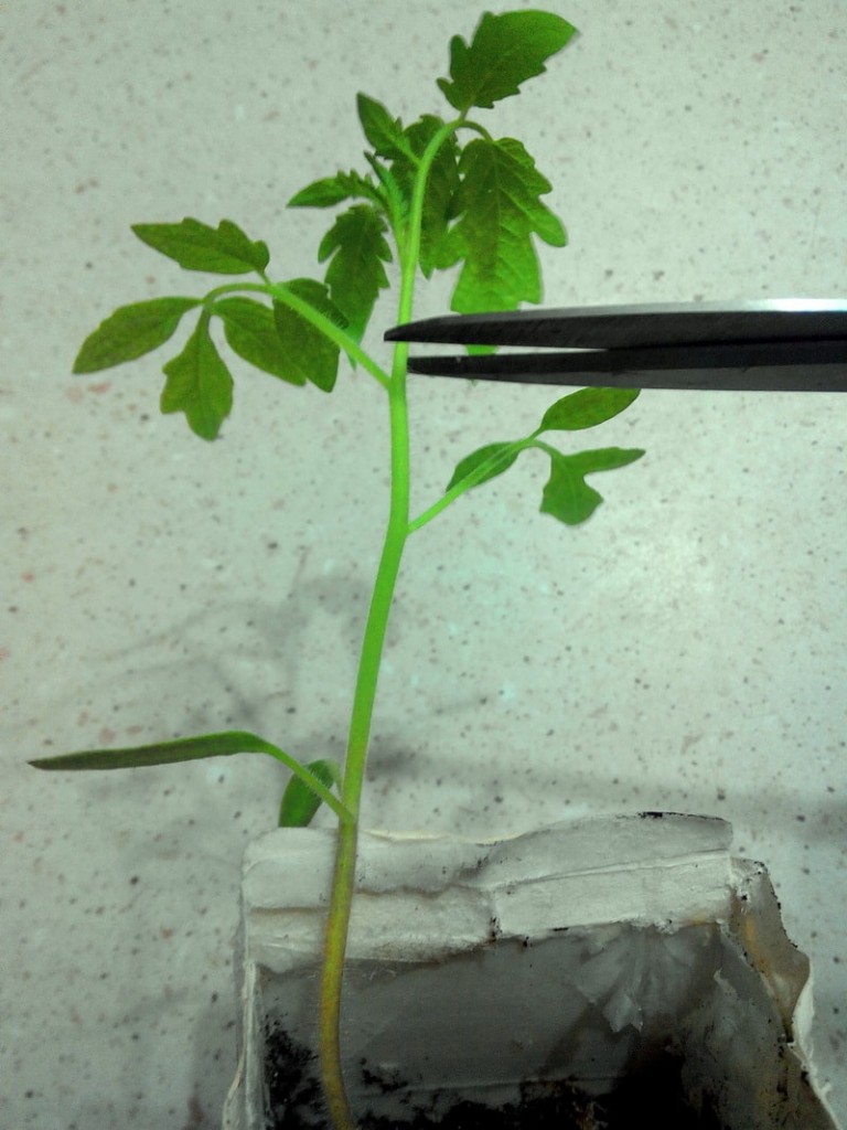 формирование детерминантных томатов в два стебля