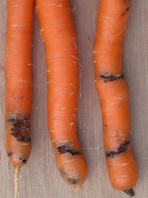 как защитить морковь от морковной мухи