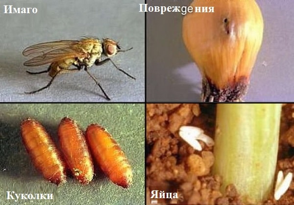 личинки луковой мухи фото