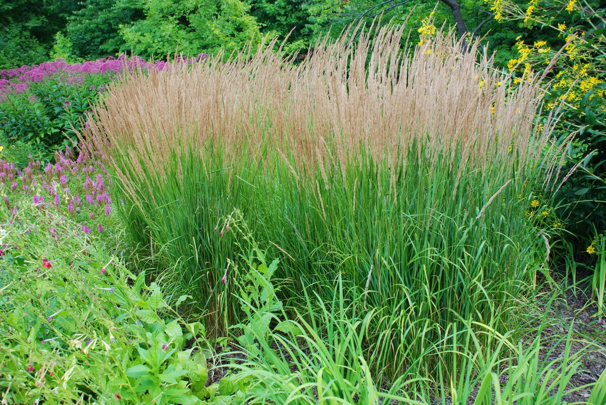 декоративные злаки и травы в дизайне сада