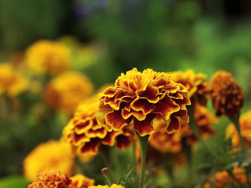 цветы бархатцы: посадка и уход, вивды и сорта