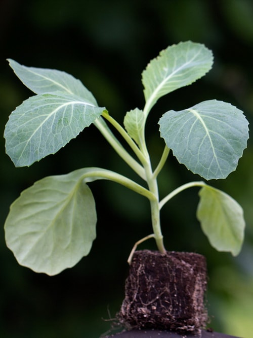 Как правильно вырастить рассаду капусты в домашних условиях пошаговая инструкция