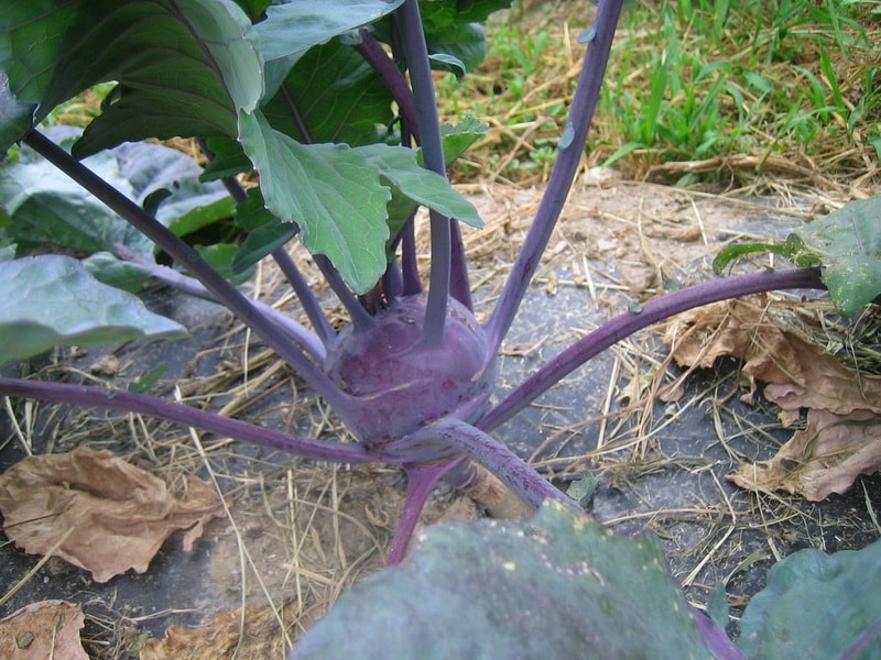 выращивание капусты кольраби в открытом грунте