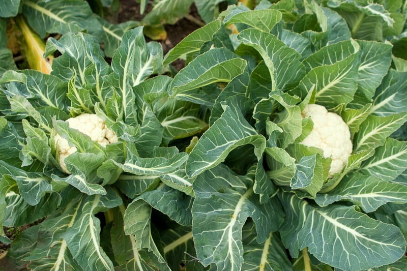 рекомендации по выращиванию цветной капусты