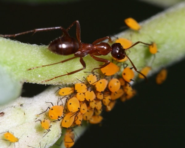 муравьи разводят тлю