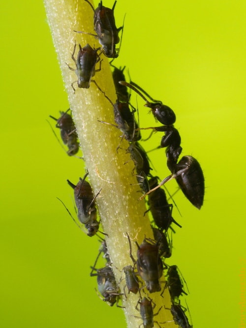 тля и муравьи симбиоз