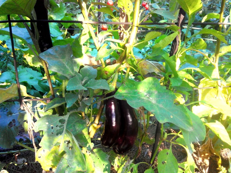 баклажаны выращивание и уход в открытом грунте