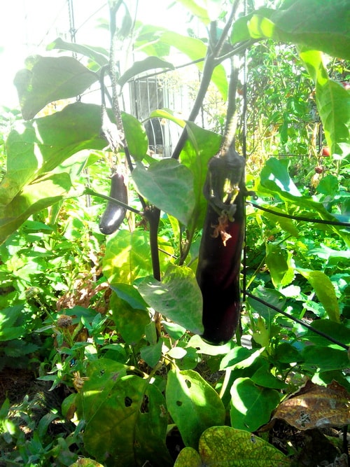 выращивание баклажанов в открытом грунте