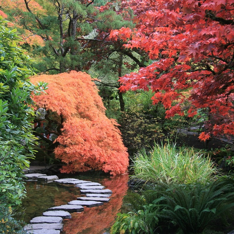 яркий сад в японском стиле