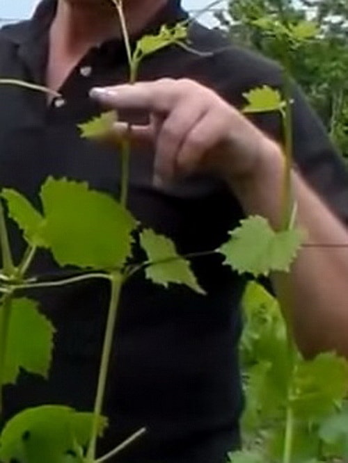 Прищипывание и чеканка винограда