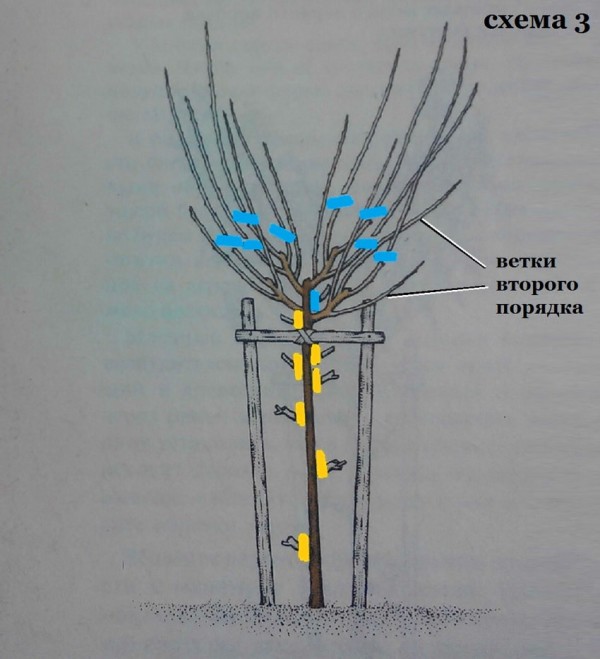 Обрезка сливы весной схема