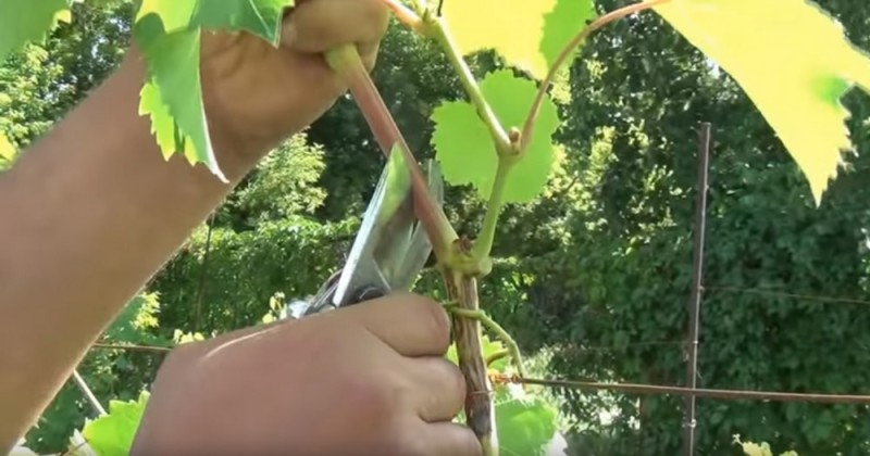 как произвести чеканку винограда