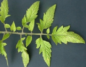 хлороз листьев из-за недостатка азота