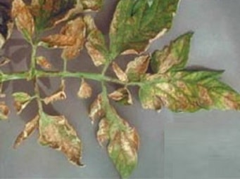 хлороз листьев из-за недостатка цинка