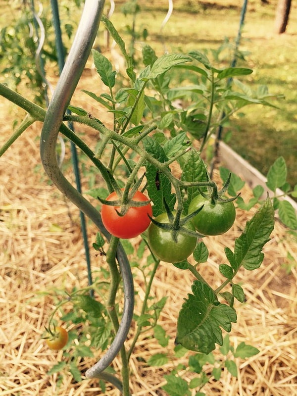пошаговая подкормка томатов