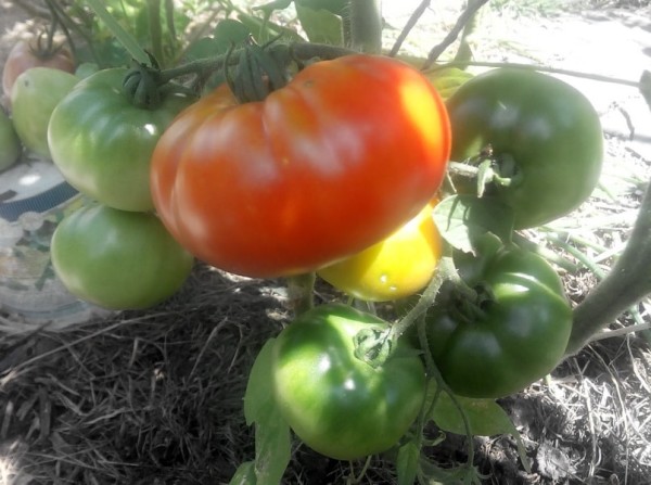 Выращивание томатов в природном земледелии