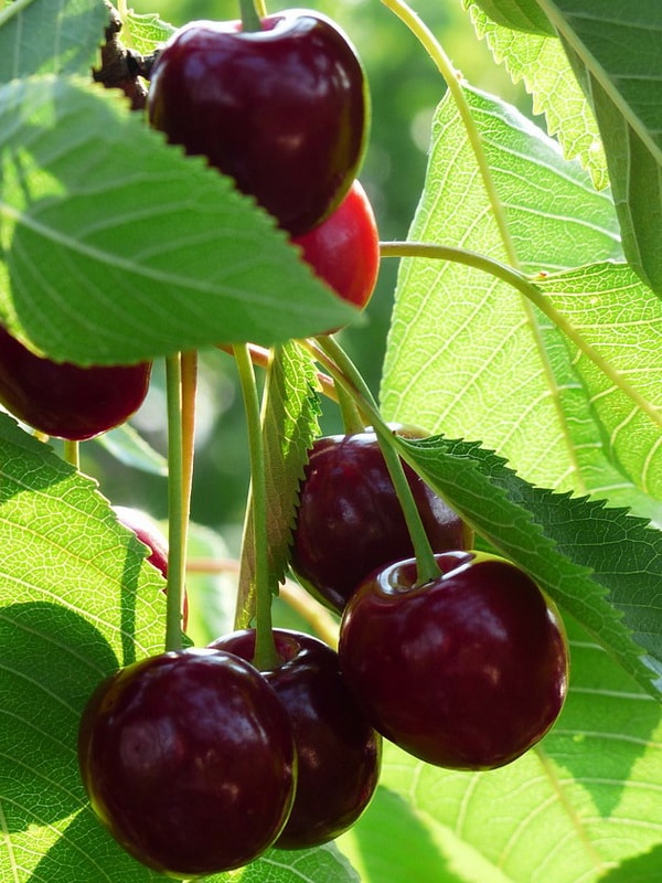 Описание сорта вишни Чернокорка история селекции и морозоустойчивость