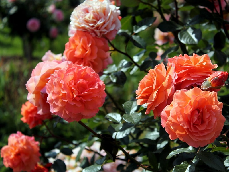 сорт розы Бельведер (Belvedere), устойчивый к чёрной пятнистости