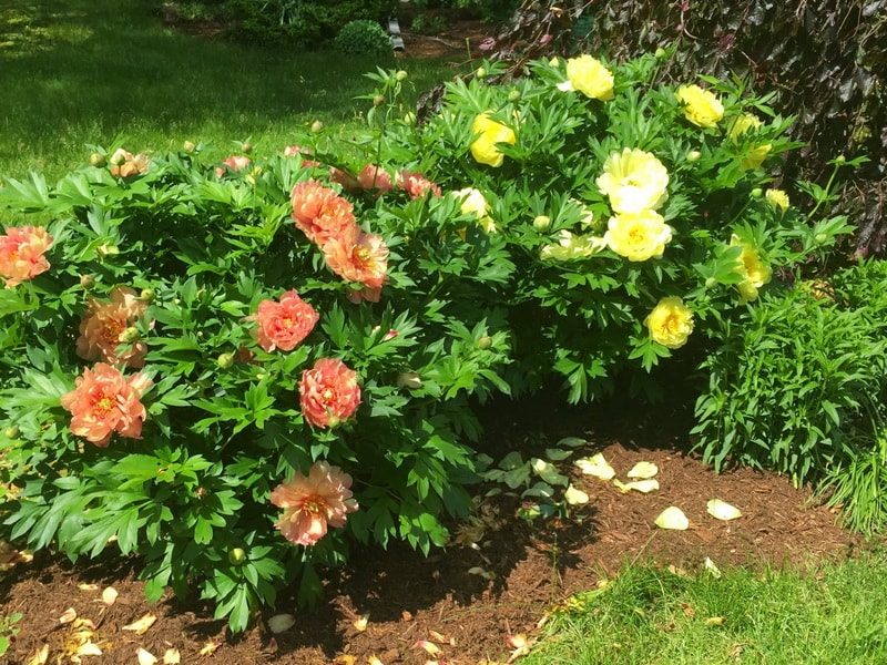 пионы ито гибриды фото цветов в саду