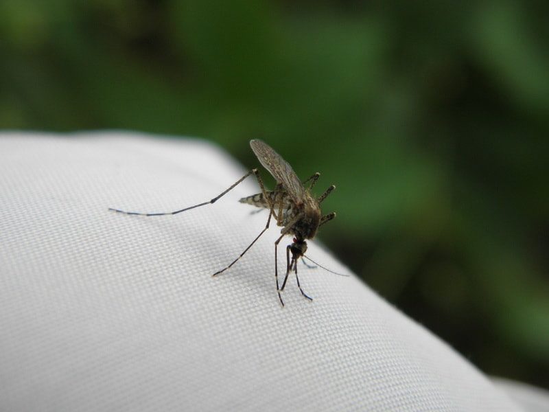 аммиак от комаров