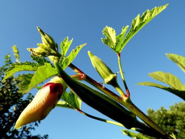 бамия выращивание в открытом грунте