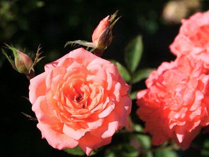 розовые розы комнатные Анжела Риппон