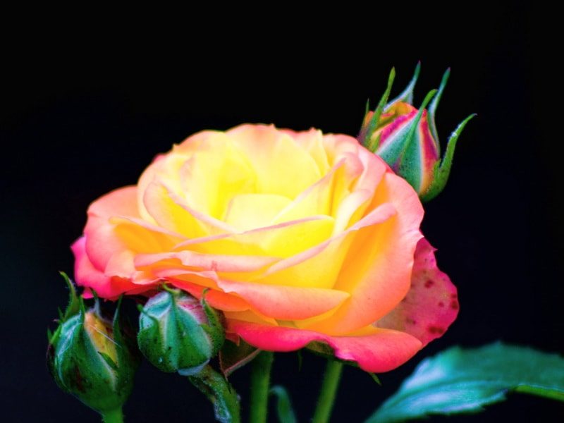 комнатные розы сорта Беби Маскарад