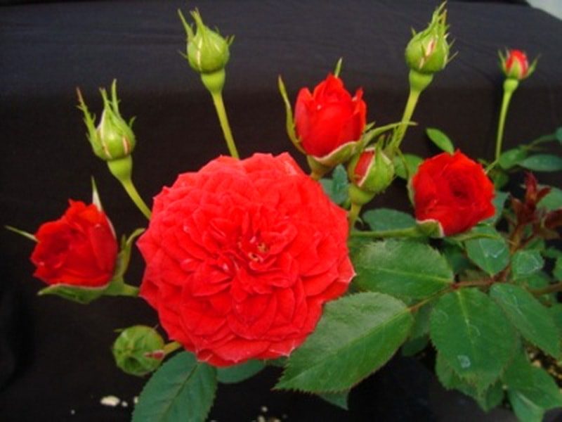 комнатная роза красная Файер Принцесс