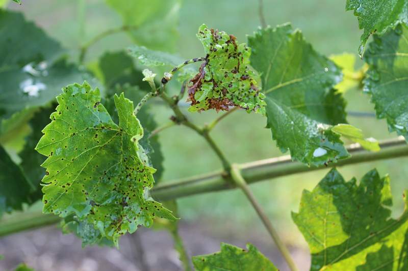 признаки антракноза винограда на листьях