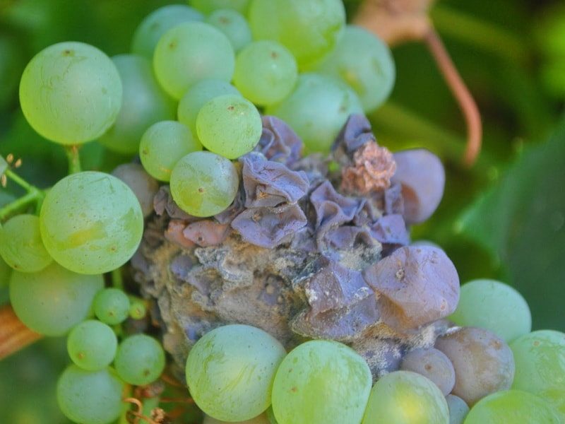 болезнь винограда серая гниль