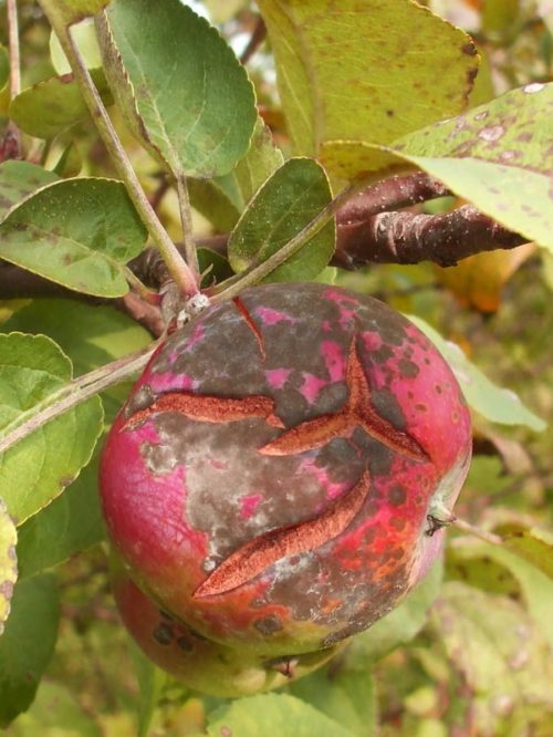 Парша на яблоне: лечение осенью и профилактика весной