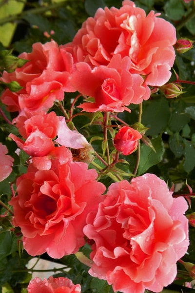 роза плетистая розовая сорта Alibaba