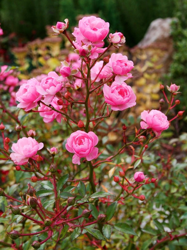 сорта розовых роз