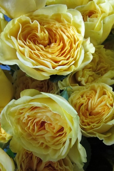 ароматная роза Beatrice