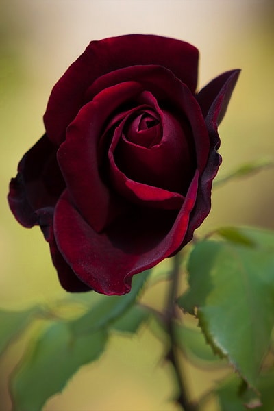 сорт розы папа мейян