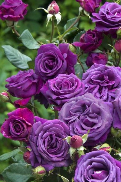 ароматный сорт роз Парфюм де Рев