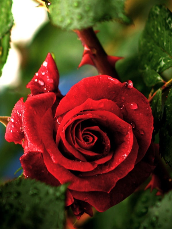 ароматные сорта роз