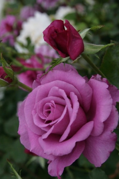 ароматный сорт розы шокинг блю