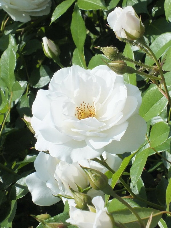 сорта белых роз (фото и названия)