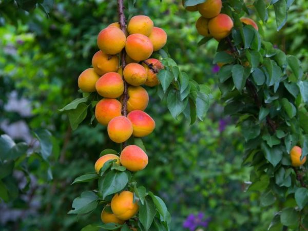 выращивание абрикоса