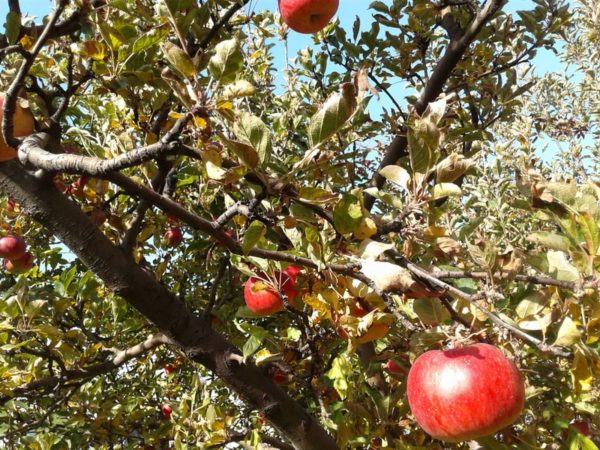 выращивание яблонь