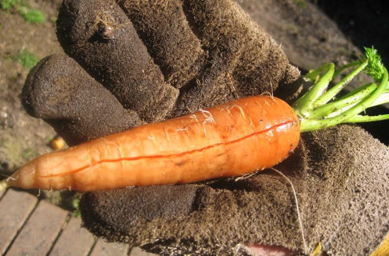 почему трескается морковь