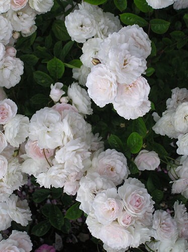 полиантовая роза Marie Jeanne