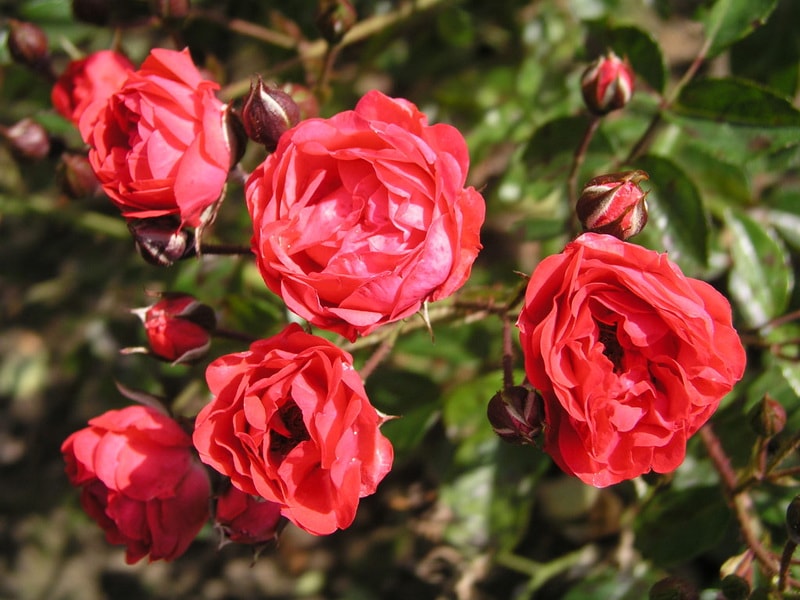полиантовая роза триумф