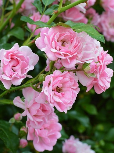 розовая почвопокровная роза сорта Зе Фейри (фото и описание)