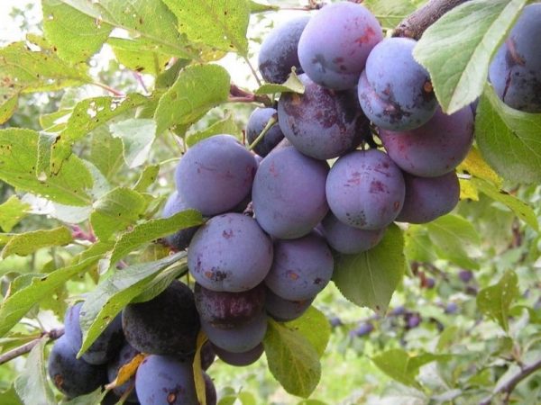 Слива домашняя (описание и фото сортов с опылителями)