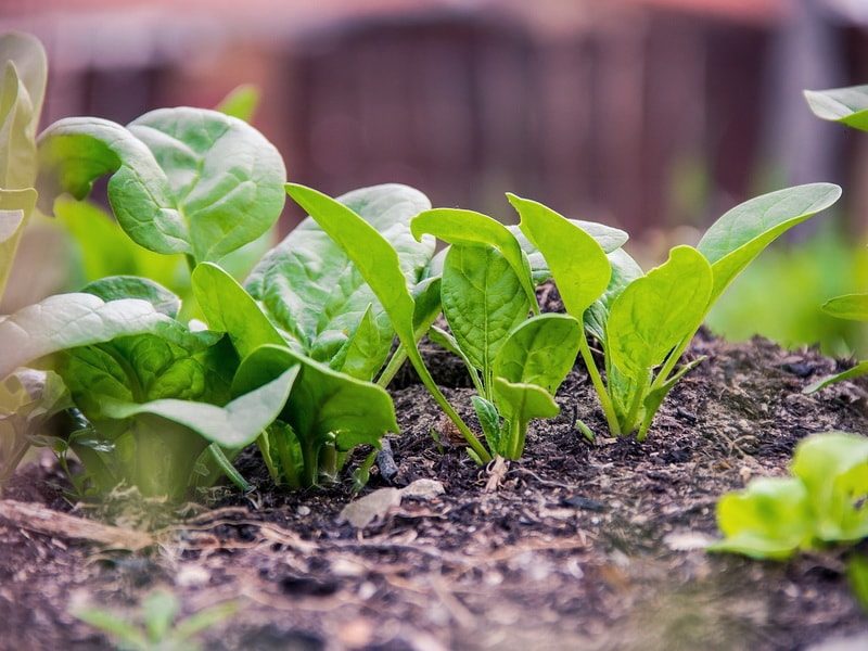 как вырастить шпинат в открытом грунте