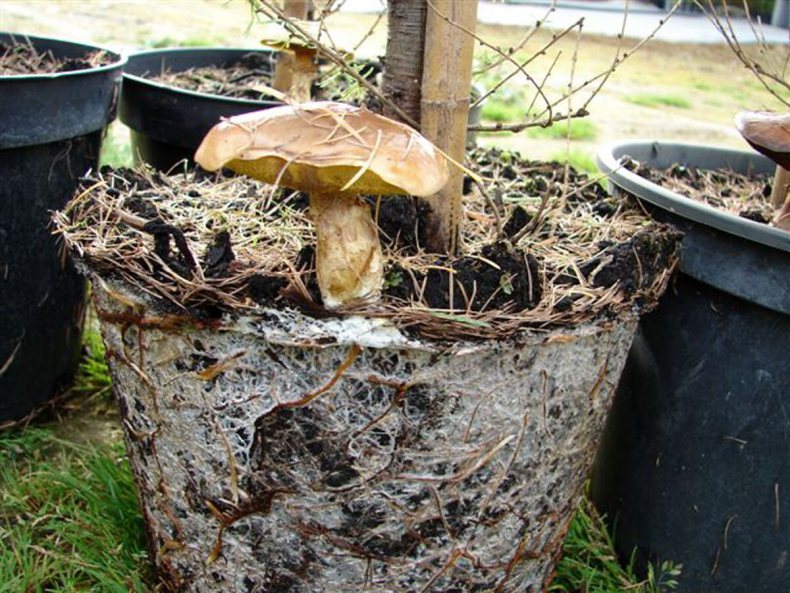 разведение грибов на даче из мицелия