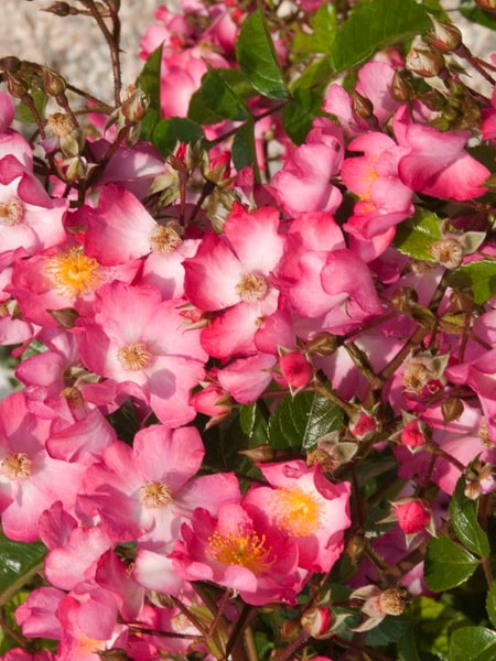 почвопокровная роза-шраб Juanita (описание сорта, фото)