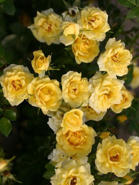 роза почвопокровная желтая сорта Йелоу Фейри (фото и описание)